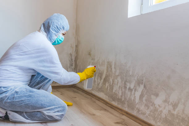 Licensed Mold Testing service in Rolesville, NC - WQB Mold Removal