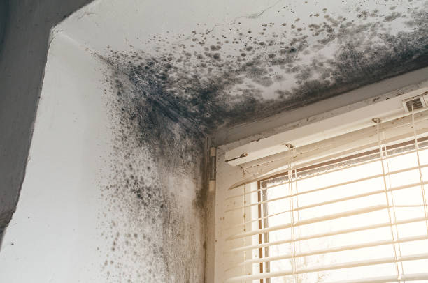 Affordable Mold Testing solutions in Rolesville, NC