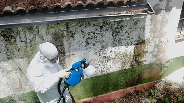 Top rated local Mold Testing specialists in Rolesville, NC